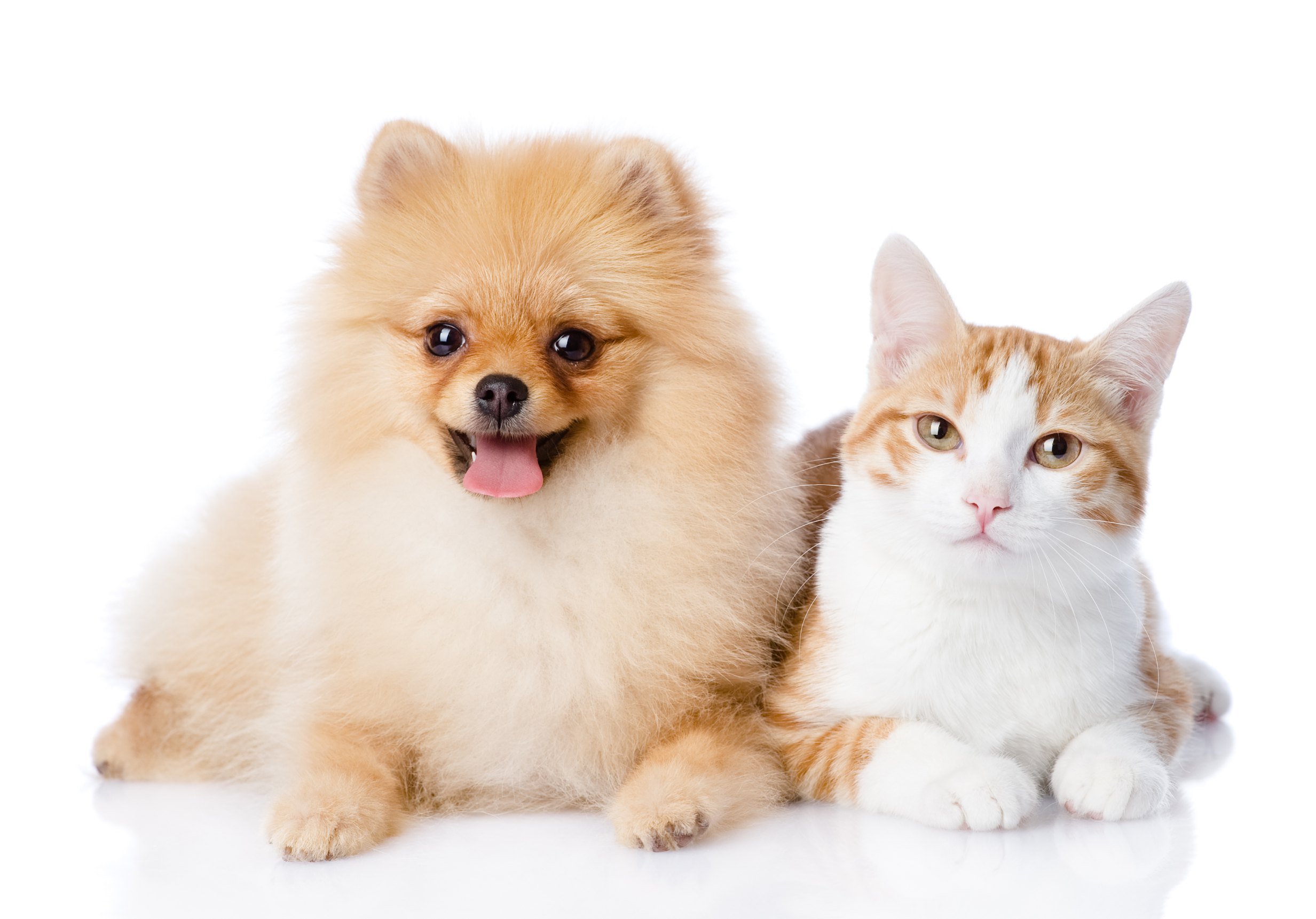 Cat and Dog Laying down Together